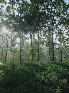 Visitor’s Voice: Interview with Herman Hidayat – Sustainable peatland management: Critical for reducing global warming
