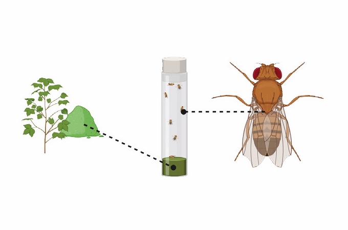 Latest Research News: Utilizing fruit flies to screen herbal compounds for type 2 diabetes mellitus