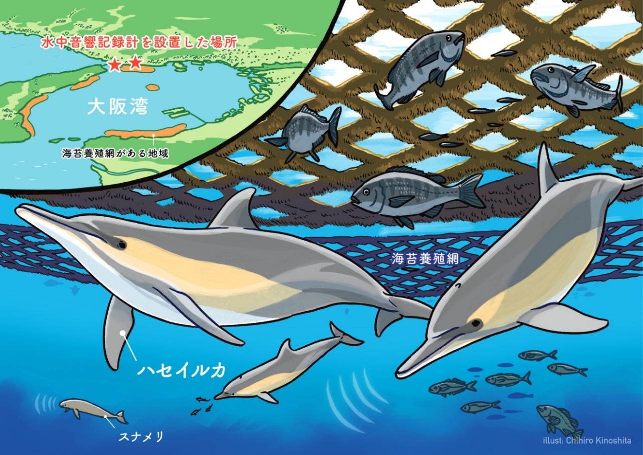 研究成果の公開〉イルカが選んだのは都市に最も近い海だった：大阪湾で